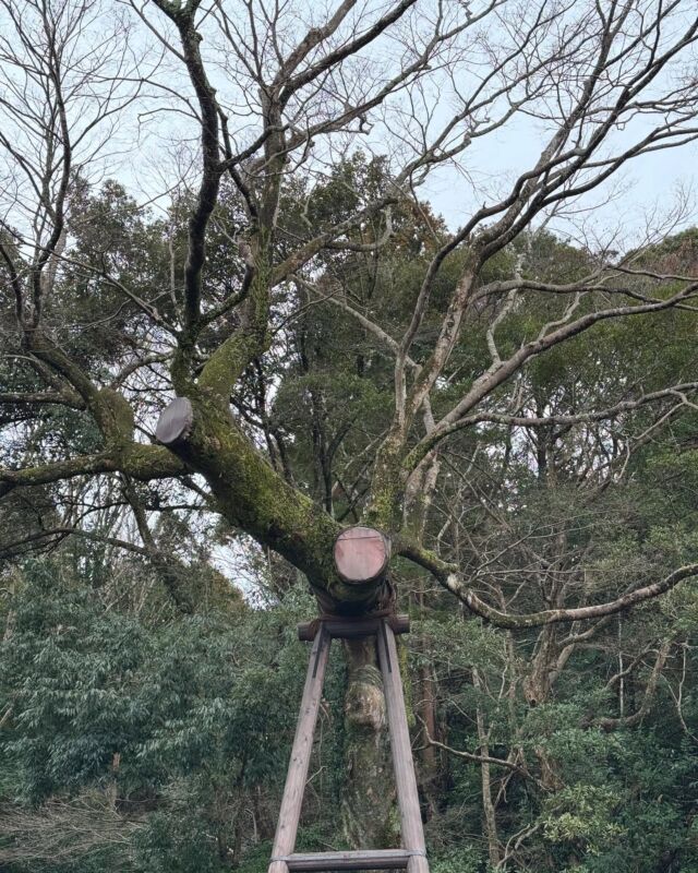 皆さん、こんばんは、
今日もお疲れ様です。

今回は3/4に見に行った
伊勢神宮外宮(いせじんぐうげくう)
を紹介しようとおもいます。
伊勢神宮外宮には衣食住の恵み
を与えてくれる神様の
豊受大神がまつられています。

伊勢神宮外宮も内宮も
非日常空間に包まれています。

自然の凄さにいつも驚かされます。

当ホテルから徒歩15分で
JR伊勢駅から徒歩10分です。

伊勢神宮外宮は1時間で回れます。

是非一度訪れてみてください。

-————————
#enhotelise
#en_journey
#enhotel #enise #newopen#newhotel#newopening#haveanicestay
#伊勢#三重#伊勢志摩#伊勢神宮 #ise#伊勢ホテル
#カップル旅行 #ごしゅいんめぐり #非日常 #観光 #旅行好きな人と繋がりたい #ひとりっぷ#ビジネストリップ#一人旅#恋人旅行#家族旅行#enjoy#instagood #instalike #instalife #リブランドオープン
-————————